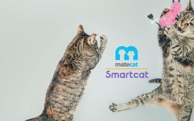 Grafica con loghi di MateCat e SmartCat