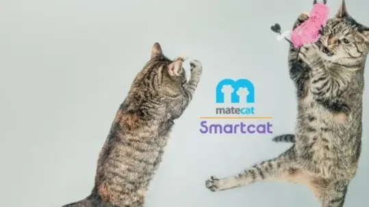 cat tool matecat smartcat