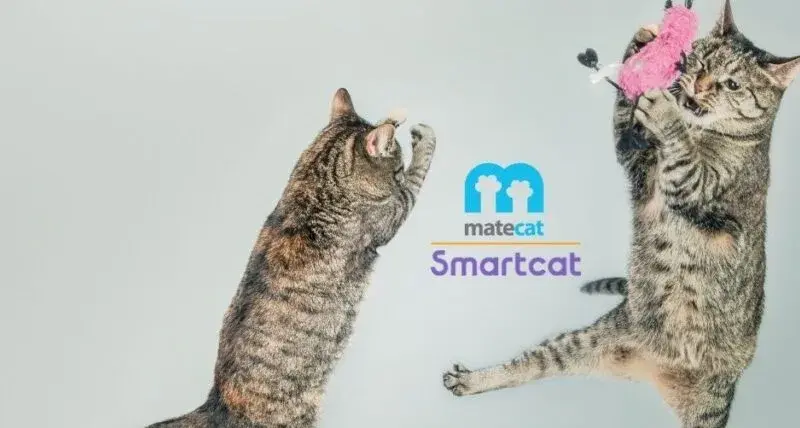 cat tool matecat smartcat
