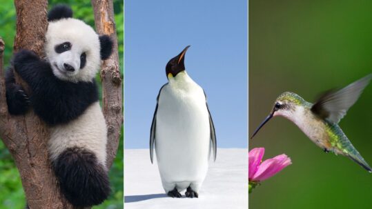 Panda, penguin and hummingbird